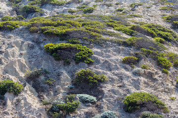 Landscape view of Santa Rosa Island during the day in Channel Islands National Park (California).