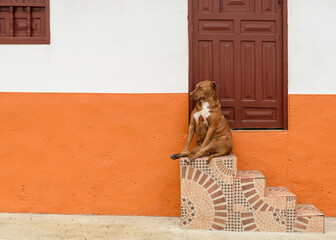 dog in the window