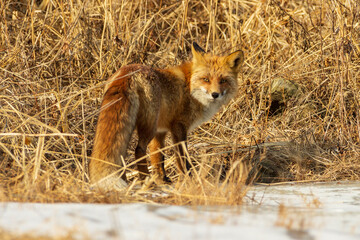 A fox among dry autumn grass at Cape Tobizin on Russian Island in Vladivostok.