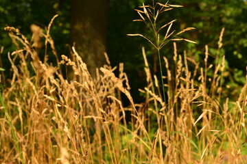 grass in the morning