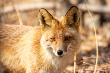 A fox among dry autumn grass at Cape Tobizin on Russian Island in Vladivostok.