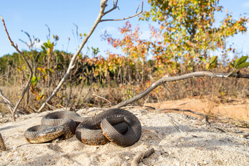 Northern water snake in the pine barrens, New Jersey, USA - Nerodia sipedon