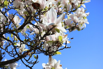 Um dia de sol, flores e um inseto