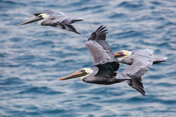 Wild pelicans flying along the coast of Santa Rosa Island in Channel Islands National Park (California).