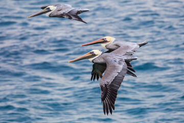 Wild pelicans flying along the coast of Santa Rosa Island in Channel Islands National Park (California).