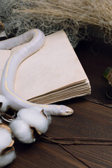 Fototapeta premium White American royal snake on the background of witchcraft accessories, alchemical instruments and ingredients. Mock up of an open magic book. herbs, mortar, feather and cotton bolls. Halloween