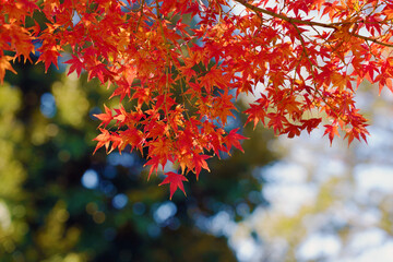 日本の美しい紅葉