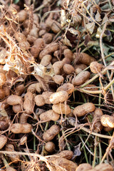 Amendoim para cultivo