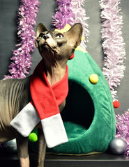 A sphynx cat in a Christmas decor, during the end of the year celebrations. Christmas cat bed.