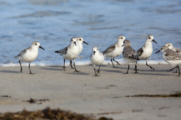 Wild sanderlings feeding on the coast of Santa Rosa Island in Channel Islands National Park (California).