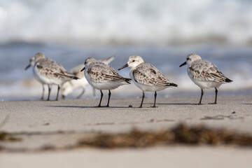 Wild sanderlings feeding on the coast of Santa Rosa Island in Channel Islands National Park (California).