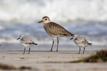 Wild sanderlings feeding on the coast of Santa Rosa Island in Channel Islands National Park (California).