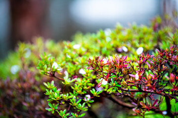 Kyoto in spring in Japan with fallen sakura cherry blossom petals flowers on red and green plant bush leaves macro closeup wet during rain