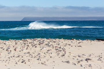 Landscape view of the beach on Santa Rosa Island during the day in Channel Islands National Park (California).