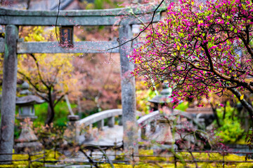 Eikando temple stone torii gate and bridge in garden in Kyoto, Japan during early spring with...
