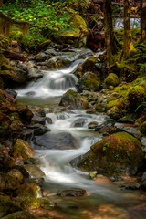 Rain Forest Creek in the North Cascade Mountains. Fall season at Wells Creek, near Nooksack Falls, meandering through the woods with colorful leaves, cedar trees, and mossy boulders. 