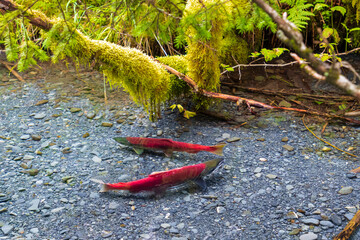 wild, red sockeye salmon spawning in a clear forest stream in Alaska.  These fish have reached the...