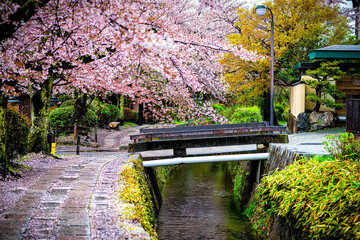 Kyoto, Japan cherry blossom sakura flower petals falling in spring in famous Philosopher's walk...