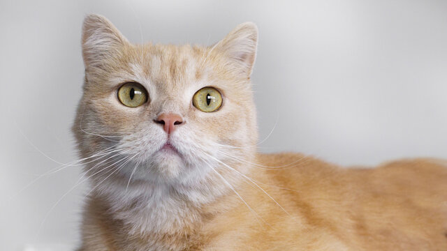 portrait of a cat