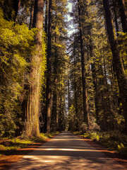 Fototapeta premium Red woods