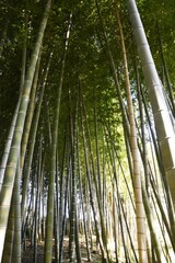 Natural background / Bamboo forest scene.