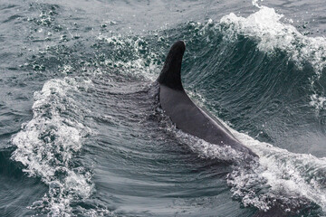 Fototapeta premium Wild dolphins swimming in the waters outside of Santa Cruz Island in Channel Islands National Park (California).