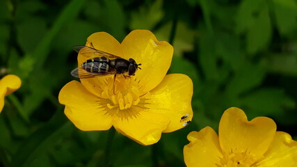 Fly on the yellow flower