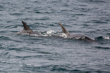 Wild dolphins swimming in the waters outside of Santa Cruz Island in Channel Islands National Park (California).