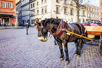 Naklejka na ściany i meble Warsaw, Poland - December 18, 2019: Historic buildings and horse carriage tour in old town during winter Christmas holiday with animal eating from feed bag on street