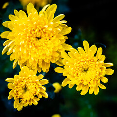 Closeup of chrysanthemum