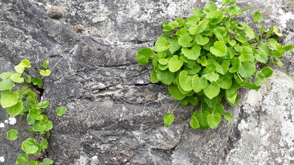 green plants on the stone wall