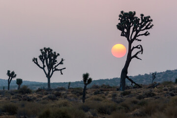 The silhouette of Joshua Trees in the wilderness outside of Mojave, California during sunrise.