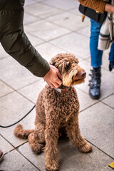 Irish doodle canine dog with leash and collar sitting on paved sidewalk street with owner people petting scratching neck head in Warsaw, Poland