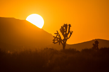 The silhouette of Joshua Trees in the wilderness outside of Mojave, California during sunset.