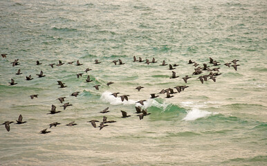 Large flock of cormorants fly over the Pacific ocean on the north coast of Australia.