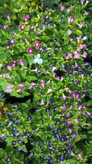 Torenia fournieri also called as wishbone flower or bluewings flower