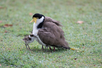 Spur winged plover with chick on the north coast of New South Wales, Auastralia.