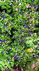 Torenia fournieri also called as wishbone flower or bluewings flower