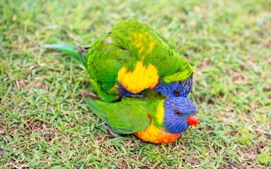 birds rainbow lorikeets mating in the north of Australia.