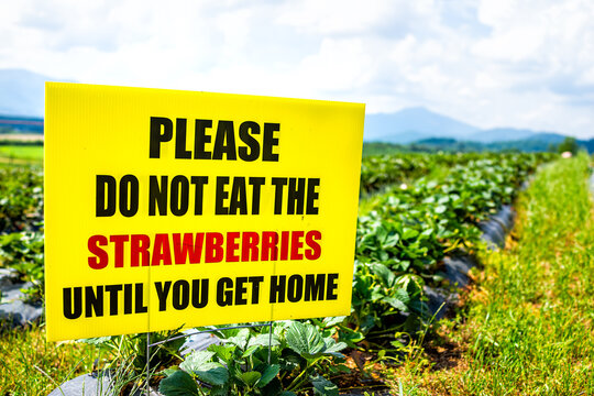 Strawberry Picking Sign Closeup To Please Do Not Eat The Strawberries Until You Get Home During Spring Summer Activity On Pick Your Own Farm