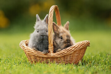Two little rabbits sitting in a basket on the lawn in summer