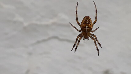 spider on a web