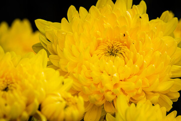 Closeup of chrysanthemum