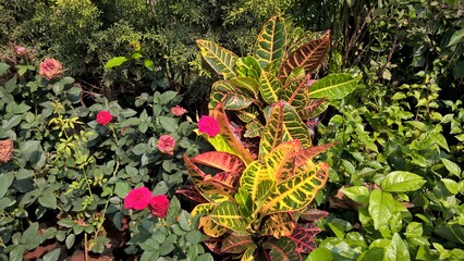 scenic view of green plants for multipurpose use