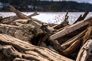 Driftwood on the shore of Puget Sound.