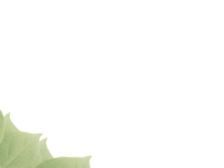 green leaves frame