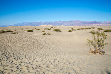 Landscape view of the Mesquite Sand Dunes during the day in Death Valley National Park (California).