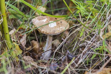 Beautiful close up view of brown cap boletus mushroom isolated on autumn landscape background. Autumn nature backgrounds.