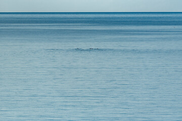 Obraz premium Killer whales in far distance in Lofoten, Northern Norway.