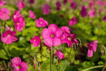 Obraz na płótnie Canvas Pink oxalis flowers in the garden